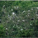 백로서식지 이미지