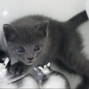 강남고양이분양 스타돌스 이미지