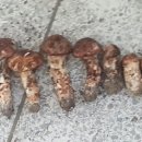 삼마농장 이미지