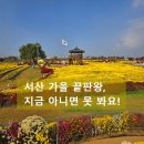고북중학교 | 여기가 진짜 가을 끝판왕, 충남 서산 가볼만한곳 서산국화축제 찐후기 공개!
