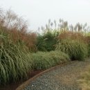 갈대정원 이미지