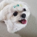 울디 동물병원 이미지