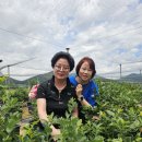 정용조농장 Daum카페