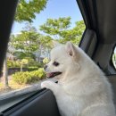 아지오펫살롱 네이버블로그