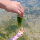 동고지 민박 | 금오도 한바퀴 안도 동고지마을(비추),백금포해변