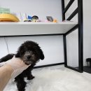 멍냥일번지 강아지분양고양이분양 의정부본점 | 대구강아지무료분양 실버푸들