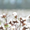 아침들녘 이미지