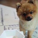 루키코(Lookiko) | 강아지용 초콜릿 루키코 개쉬초콜릿 쿠키앤크림 급여후기