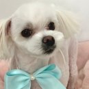 디어펫살롱 이미지