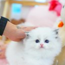 강남고양이분양 스타돌스 | 강남고양이분양 스타돌스 랙돌 미묘