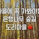 포은로 은행나무길 네이버블로그