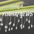 우담바라 Daum카페