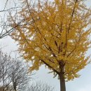 쥬쥬랜드 이미지