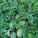 영생농장 이미지