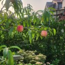 스테이포도시 이미지