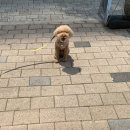 보리스크린골프