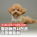 바둑이 애견 | 강아지증명사진 강아지프로필 사진 찍어주는 망원 슈퍼바둑이