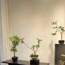 라비앙로즈 이미지