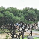 카페 견인지역(CAFE 견인지역)