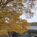 무량사 | 가을이 오면 뭐 하고 지내는지... [무량사 템플스테이 후기]