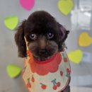 오락반장요미