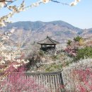 매화꽃환경