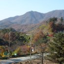 카르페 이미지