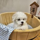 개와 사람(애견호텔) 이미지