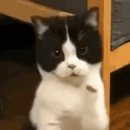 서탑불고기 이미지