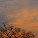 사랑나무 이미지