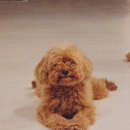 프로펫 애견샵 이미지