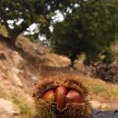 장사농장 이미지