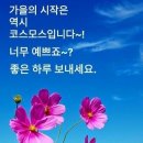 코스모스 이미지