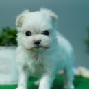 애견명가 이미지