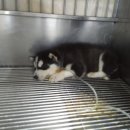 현대동물병원 이미지