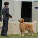 새벽 부터 비가 와서 산악회 산행(등산) 도 못하고 모처럼 한가한 주말인데도 골든들과 산책도 못나가고 서재에서 "죠이"(제트,아들) 베이비 & 레귤러 사진비교 이미지