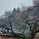 백양사(순천) 이미지