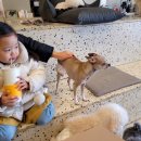 안녕강아지 이미지