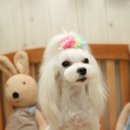 몽퍼피 이미지