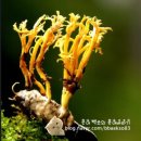 백운호수토종닭오골계 | [양평 맛집]경기도 양평 맛집 / 테라로사 / 동충하초