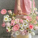 헤미쉬플레르