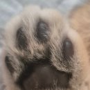 도래동물병원 | 보리 일상 오산 세교 수청동 도래동물병원 링웜 치료 예방 접종