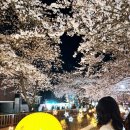 여좌천 | 진해 여좌천 야경 후기 사람 많지만 꼭 가야 하는 이유