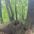 김용사 야영장 이미지