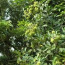 고지농장 이미지