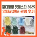 서울 궁팡 궁디팡팡 캣페스타 2025 양재at센터 관람 후기