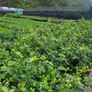 입석리농장 이미지