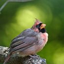 아침에 새소리 이미지