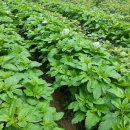 옥천농장 이미지