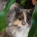 냥아치카페 이미지